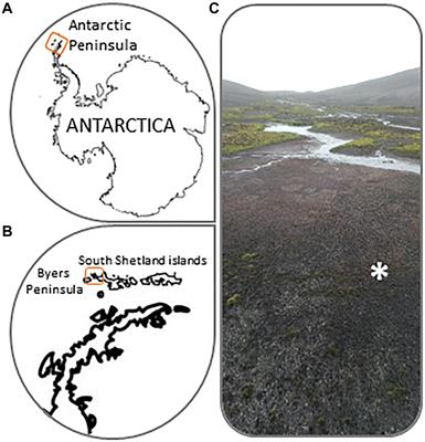 Carbon Pathways Through the Food Web of a <mark class="highlighted">Microbial Mat</mark> From Byers Peninsula, Antarctica